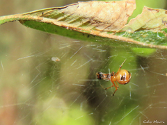 Nihonhimea tesselata