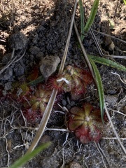 Drosera natalensis