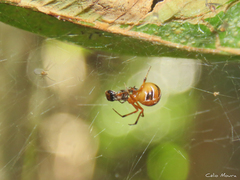 Nihonhimea tesselata