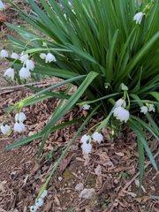 Leucojum