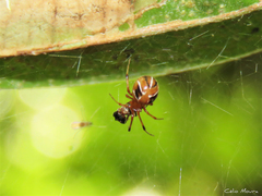 Nihonhimea tesselata