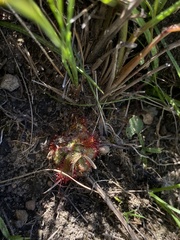 Drosera natalensis