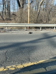 Mephitis mephitis nigra