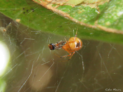 Nihonhimea tesselata