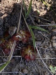 Drosera natalensis