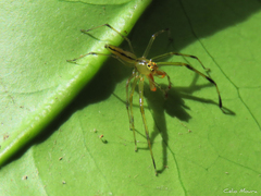 Lyssomanes bitaeniatus