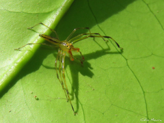 Lyssomanes bitaeniatus