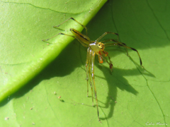 Lyssomanes bitaeniatus