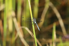 Orthetrum