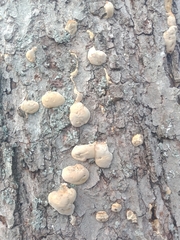 Climacocystis borealis