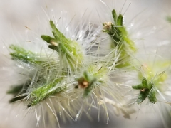 Cryptantha ganderi