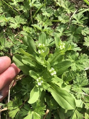 Valerianella radiata