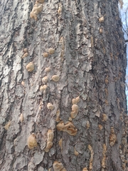 Climacocystis borealis