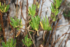Euarestella megacephala