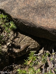 Sclerophrys capensis