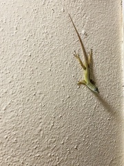 Anolis grahami