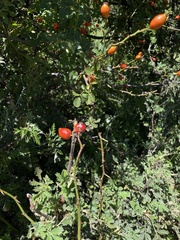 Rosa rubiginosa