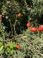 Rosa rubiginosa