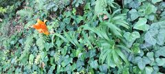 Lilium bulbiferum