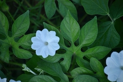 Ipomoea pes-tigridis