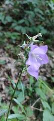 Campanula persicifolia