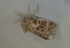 Stygia hades