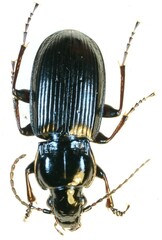 Pterostichus morio