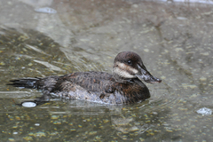 Oxyura