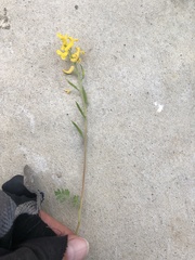 Corydalis micrantha
