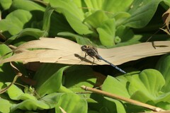 Orthetrum