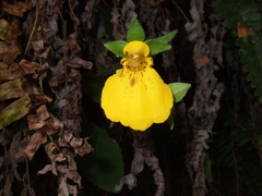 Calceolaria crenatiflora
