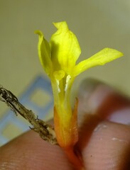 Voyria spruceana