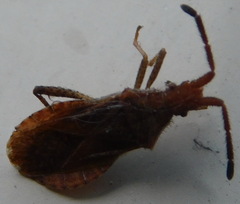 Coriomeris denticulatus