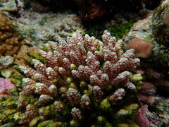 Acropora latistella