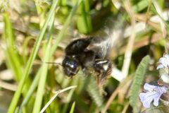 Bombus ruderarius