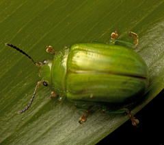 Calomela pallida