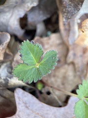 Potentilla indica