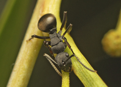 Polyrhachis phryne