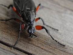 Bibio femoratus