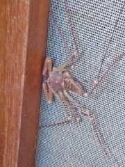 Acanthophrynus coronatus