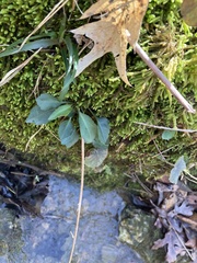 Micranthes virginiensis