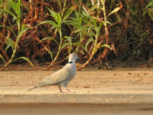 Mourning Collared Dove