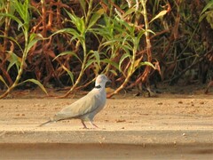 Streptopelia decipiens