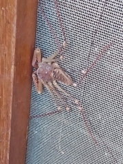 Acanthophrynus coronatus