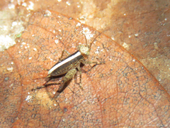 Eneoptera