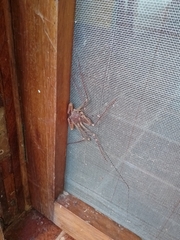 Acanthophrynus coronatus