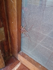 Acanthophrynus coronatus