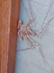 Acanthophrynus coronatus