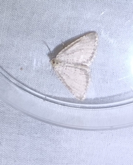 Colostygia multistrigaria