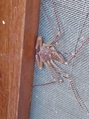 Acanthophrynus coronatus